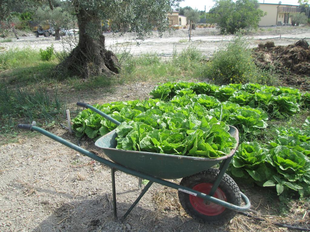 Agriturismo Donna Beatrice 比亚恩科 外观 照片